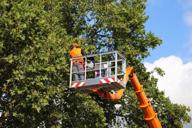 Leaf Removal in Silver Hill, MD